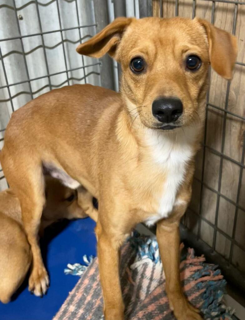 Enlarge Walnut, a Adoptable mixed breed in Polson, MT image 3/4