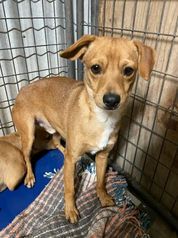 Enlarge Walnut, a Adoptable mixed breed in Polson, MT image 1/4