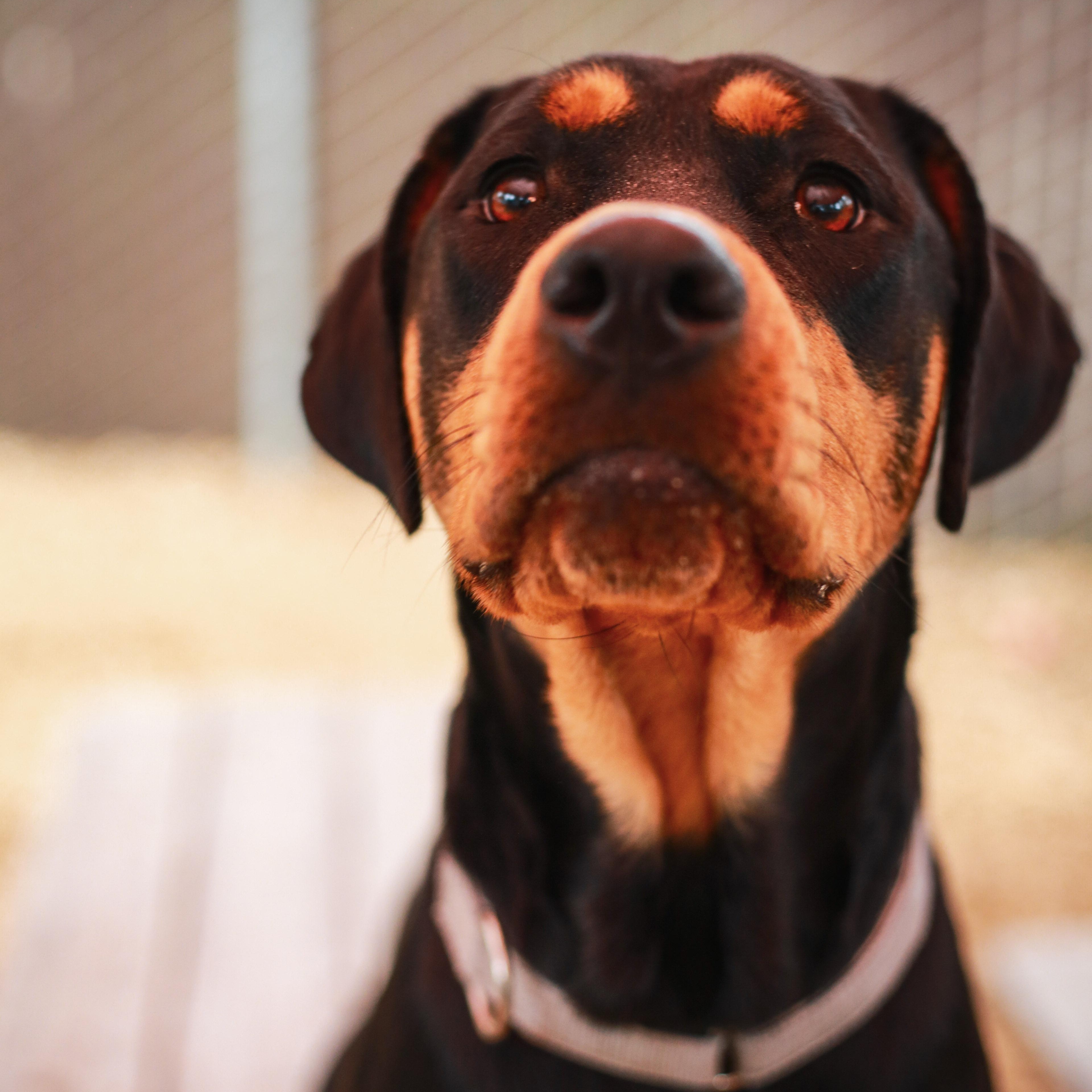 Enlarge Annie- Precious Girl, an adopted mixed breed in Grass Valley, CA image 2/5