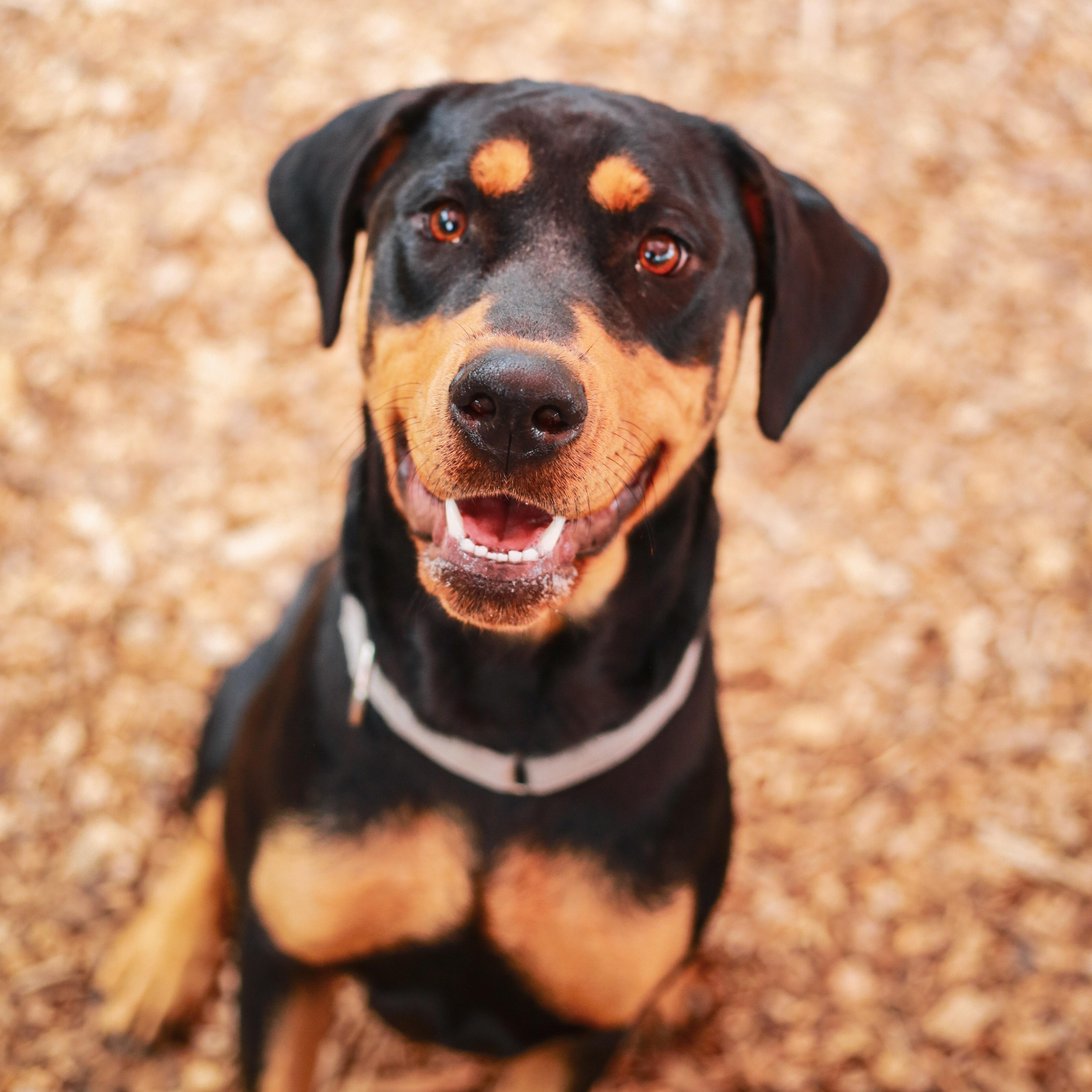 Annie- Precious Girl, adopted, Young Female Rottweiler.