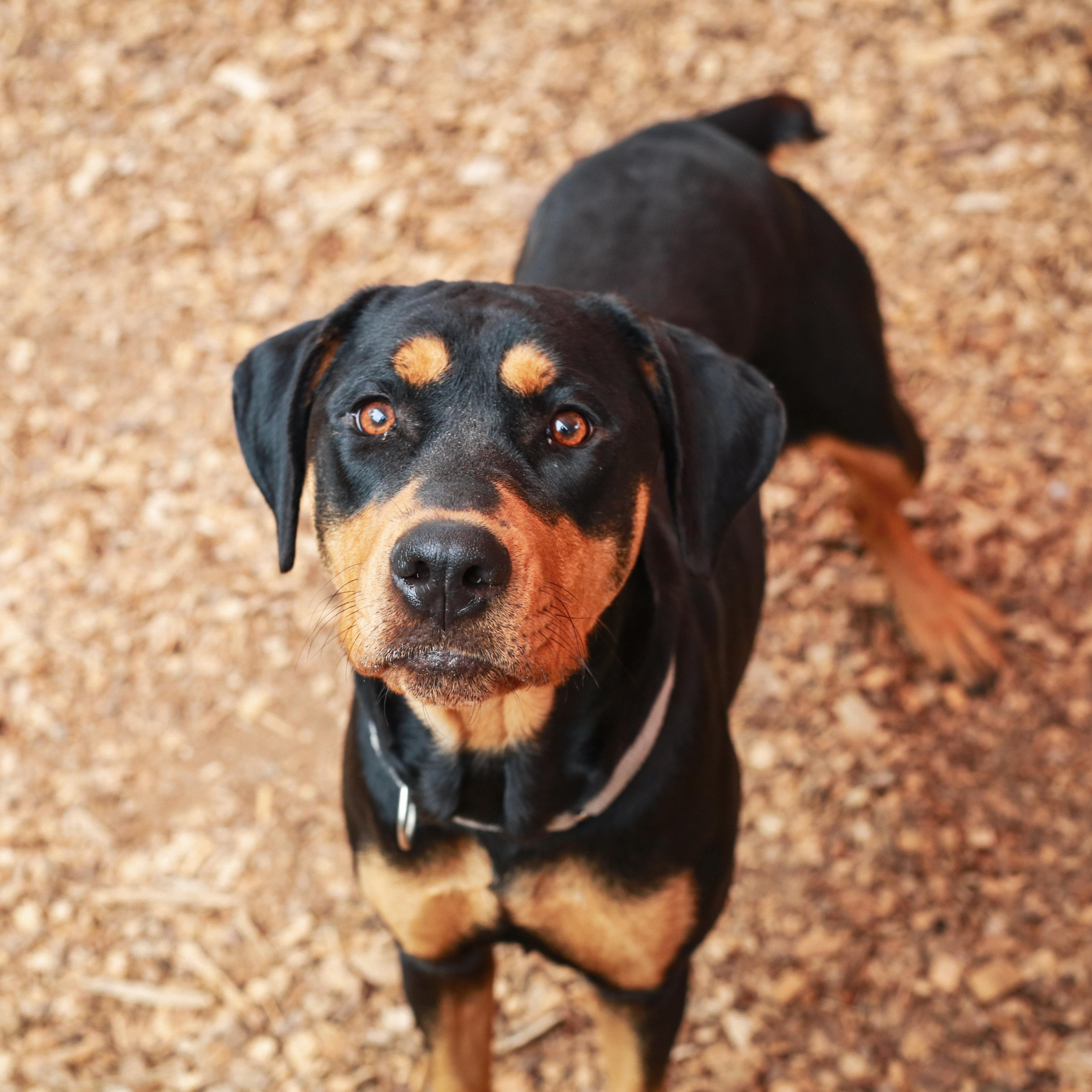 Enlarge Annie- Precious Girl, an adopted mixed breed in Grass Valley, CA image 5/5