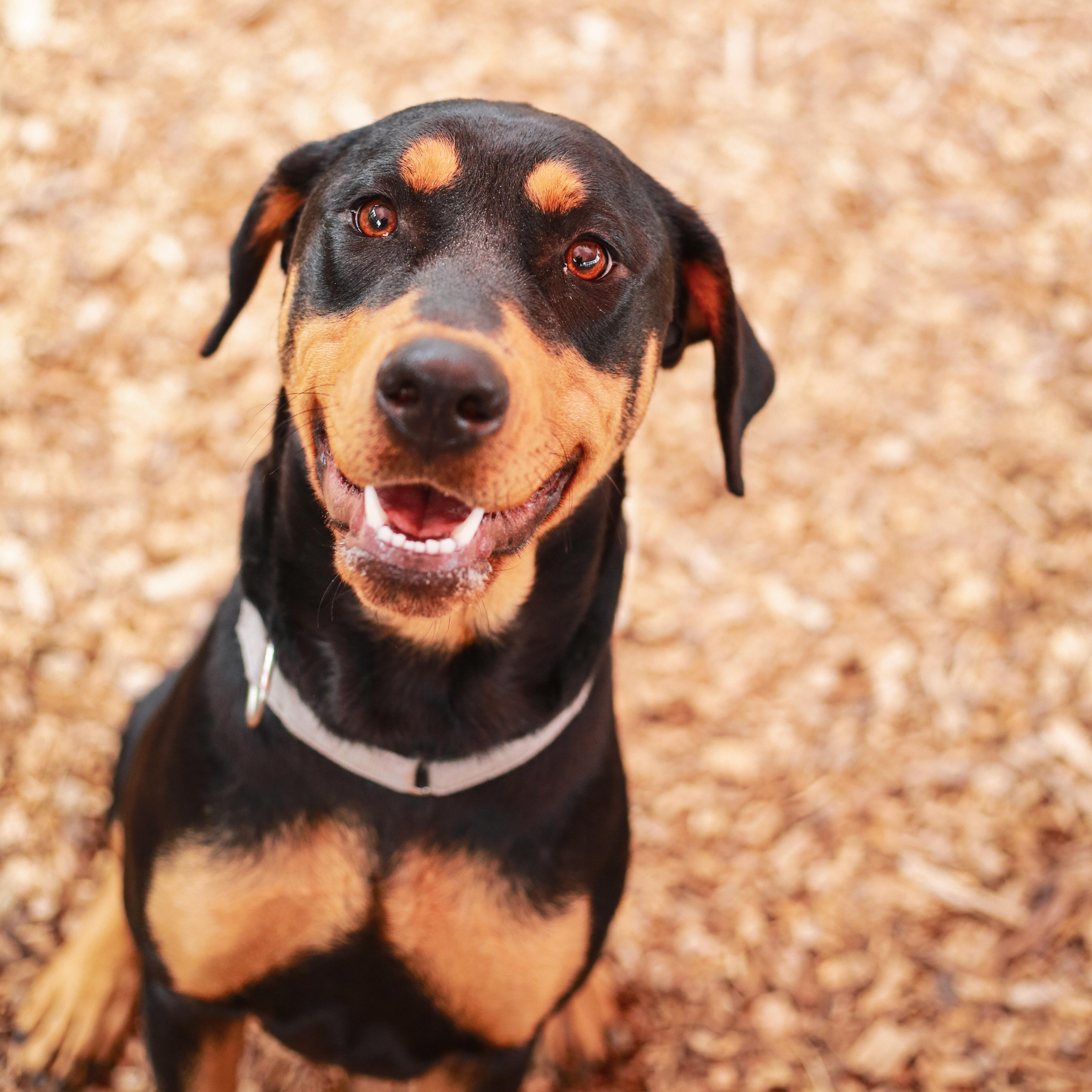Enlarge Annie- Precious Girl, an adopted mixed breed in Grass Valley, CA image 4/5