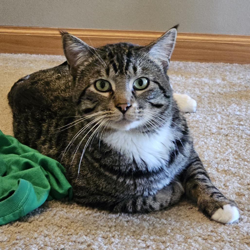 Enlarge Puff, a Adoptable Domestic Short Hair in Chaska, MN image 1/6
