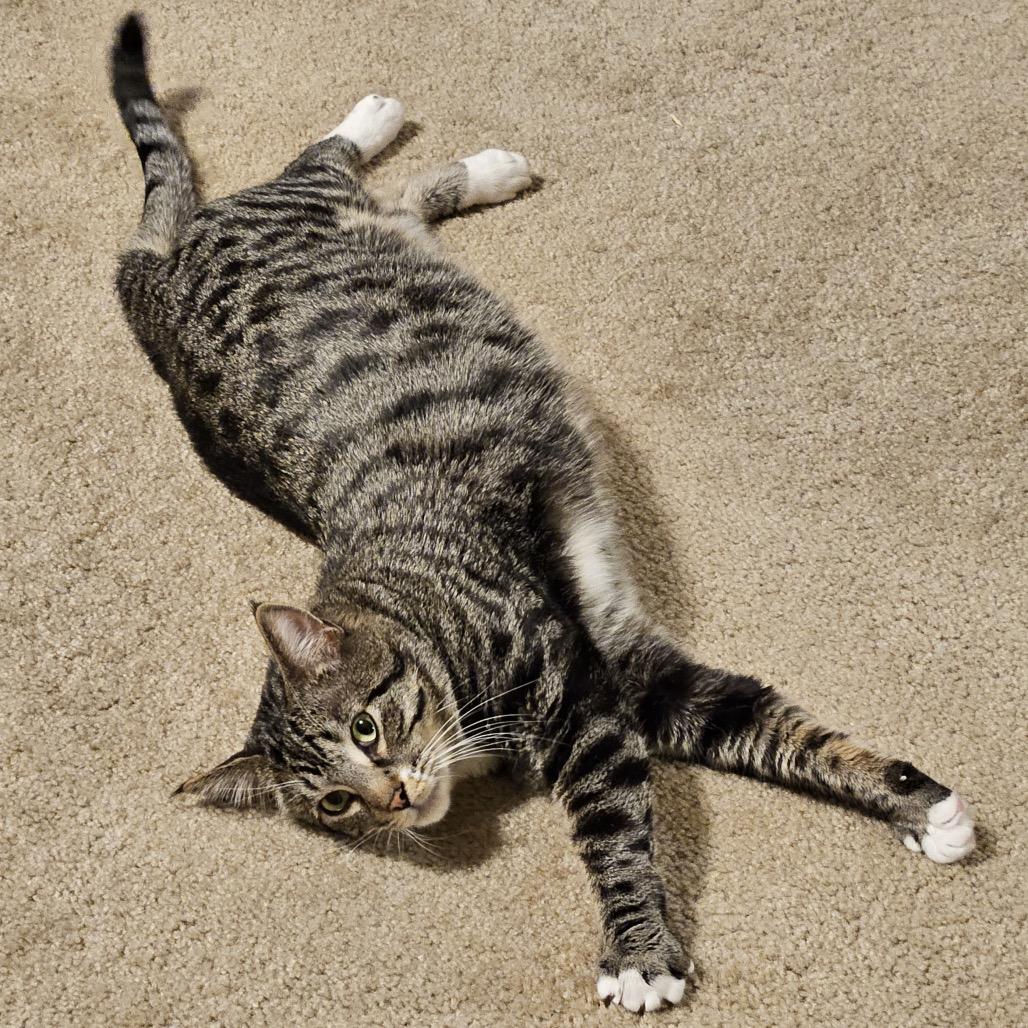 Enlarge Puff, a Adoptable Domestic Short Hair in Chaska, MN image 2/6