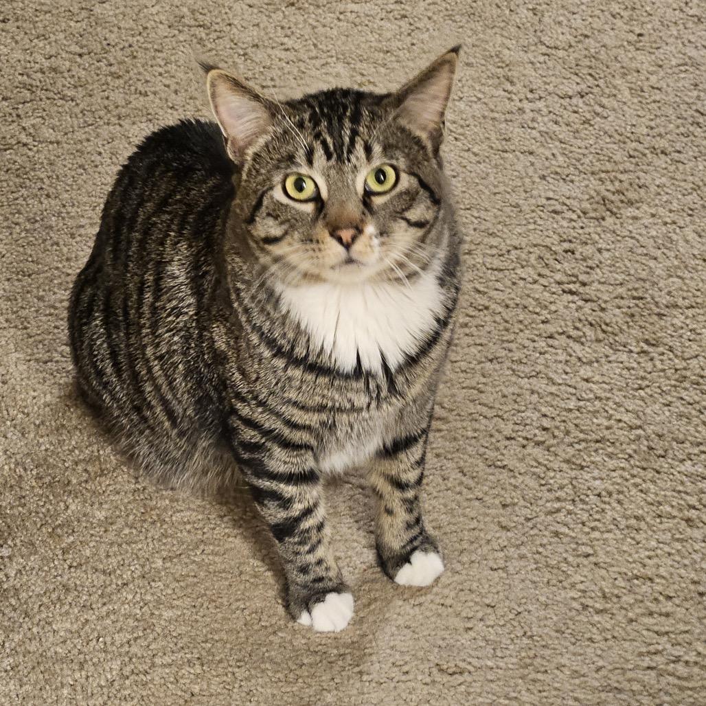 Enlarge Puff, a Adoptable Domestic Short Hair in Chaska, MN image 3/6