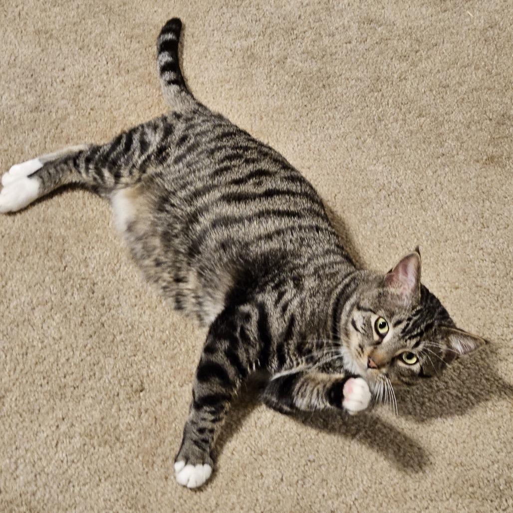 Enlarge Puff, a Adoptable Domestic Short Hair in Chaska, MN image 4/6