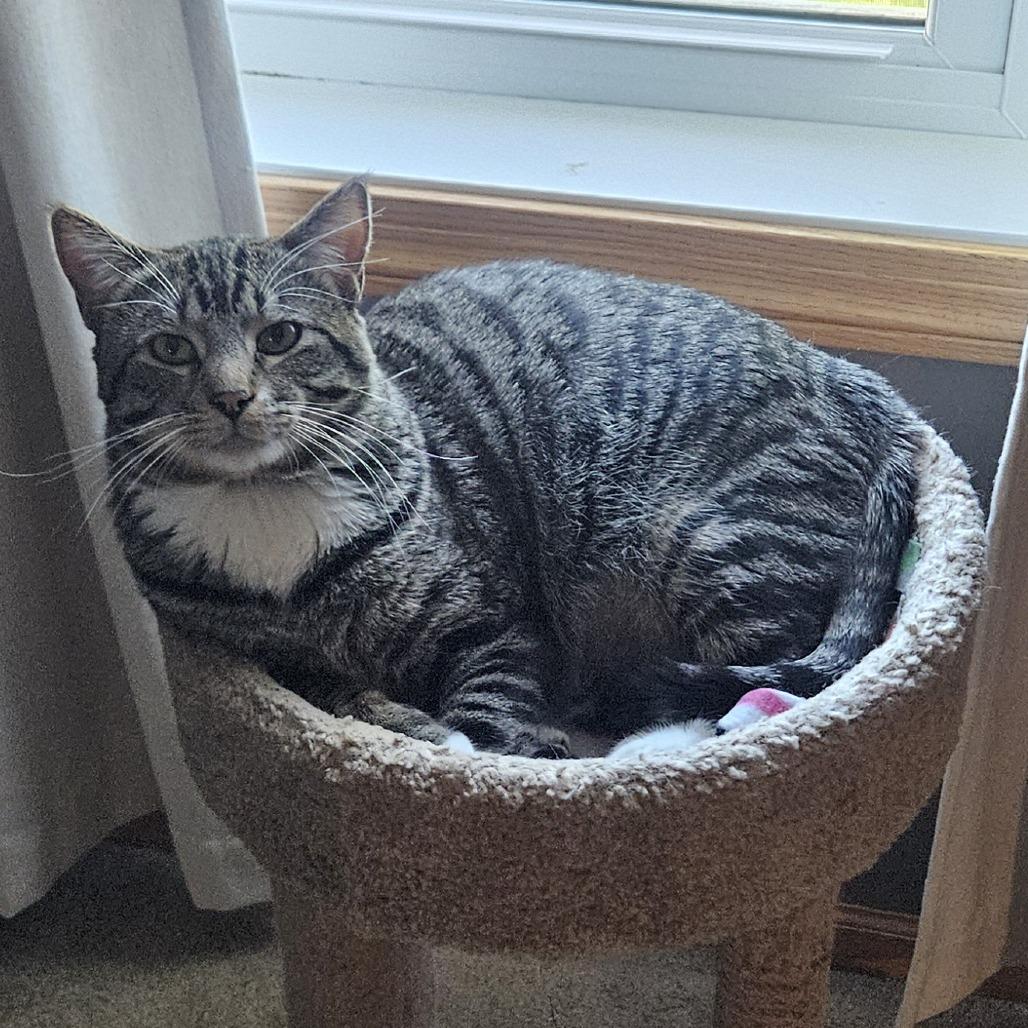 Enlarge Puff, a Adoptable Domestic Short Hair in Chaska, MN image 4/6