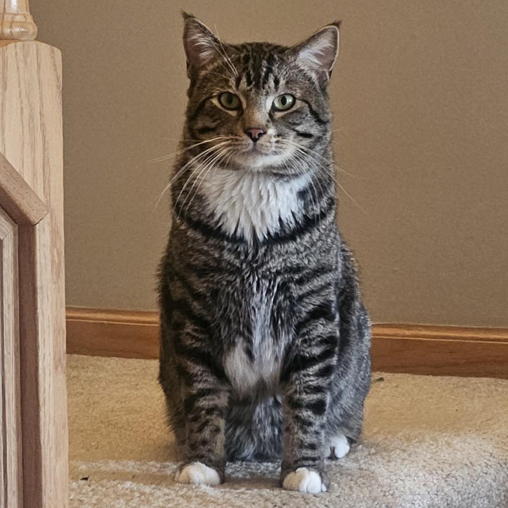 Enlarge Puff, a Adoptable Domestic Short Hair in Chaska, MN image 5/6