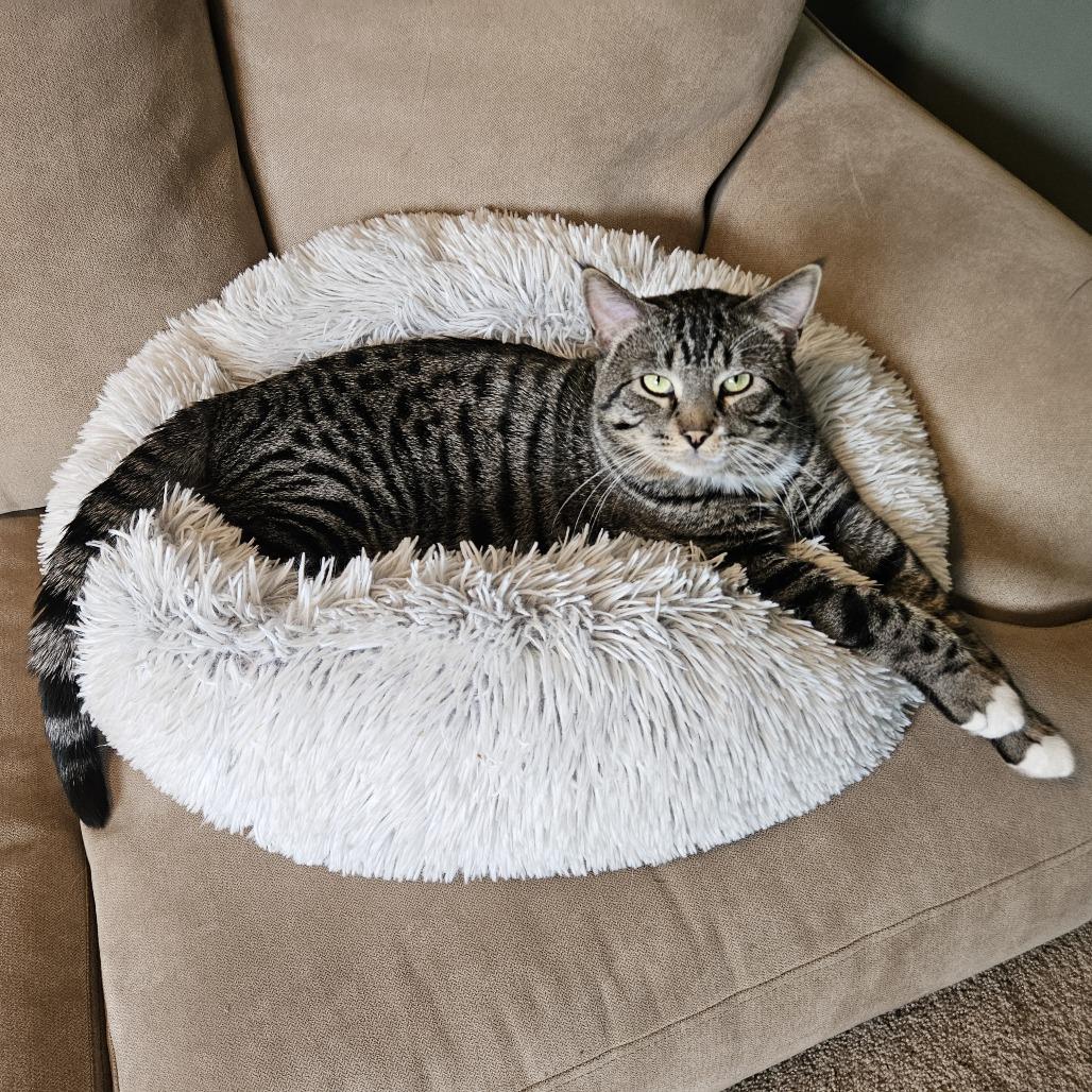 Enlarge Puff, a Adoptable Domestic Short Hair in Chaska, MN image 6/6