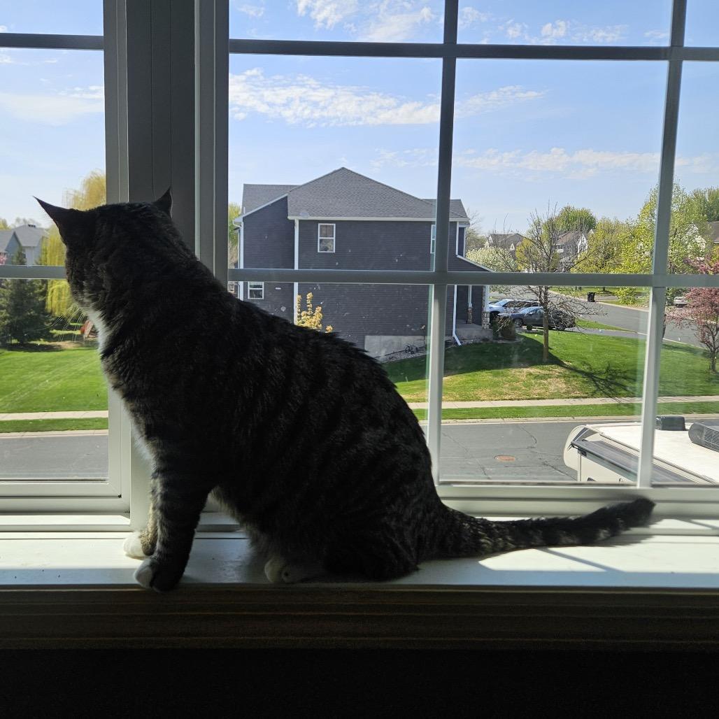 Enlarge Puff, a Adoptable Domestic Short Hair in Chaska, MN image 6/6