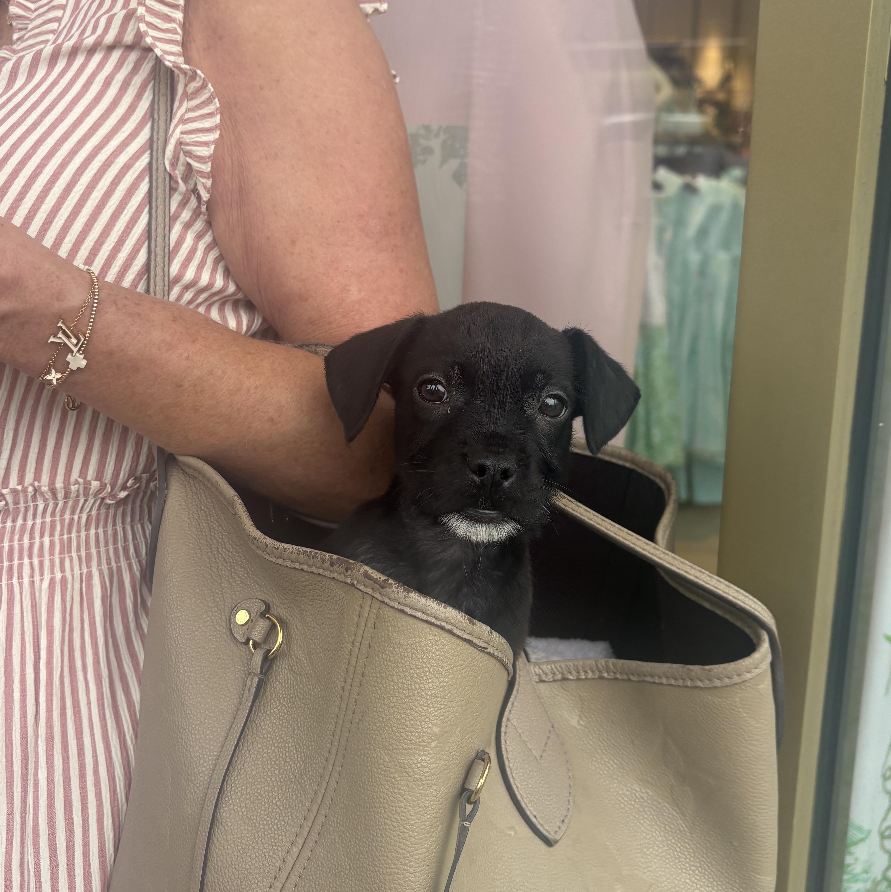 Donald Duck, adopted, Puppy Male Wirehaired Terrier.