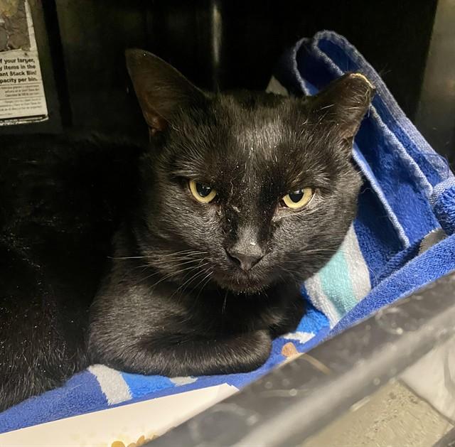 GREGORY PECK, Adoptable, Adult Male Domestic Short Hair.