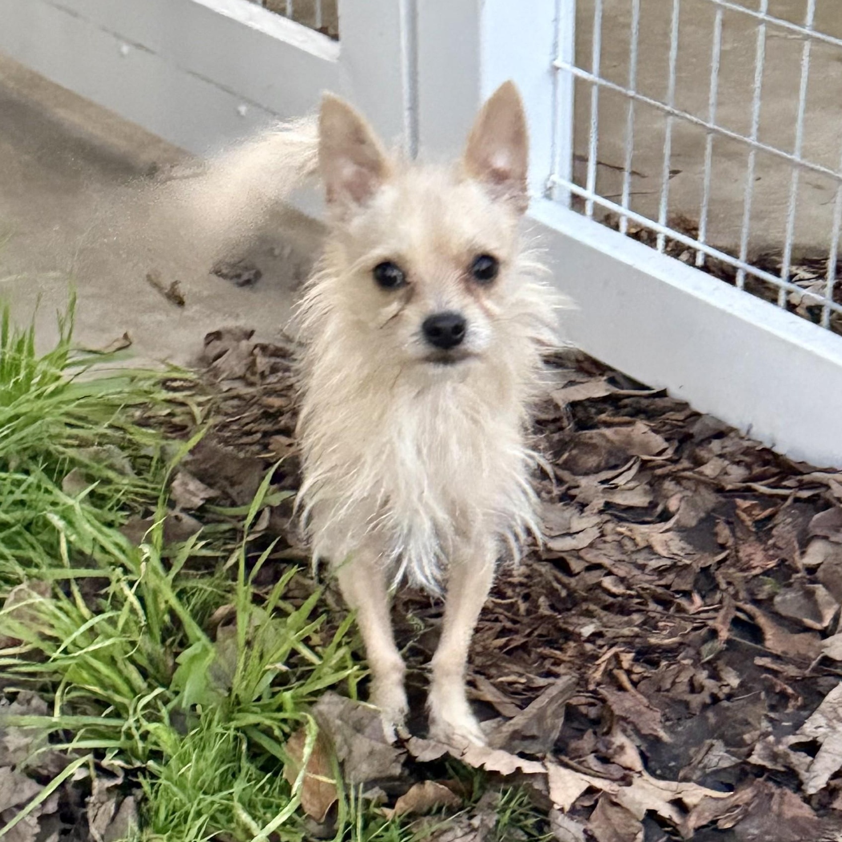 Enlarge Lucky Jack, a ADOPTABLE mixed breed in modesto, CA image 3/6