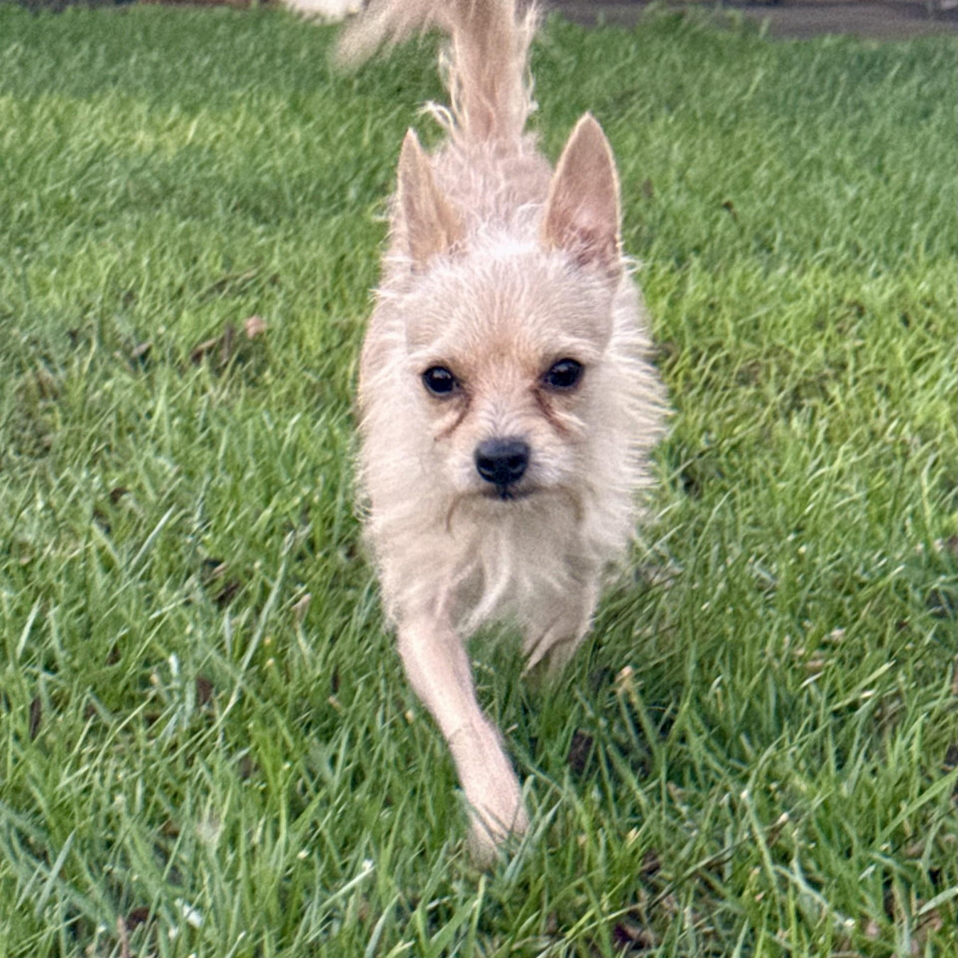Enlarge Lucky Jack, a ADOPTABLE mixed breed in modesto, CA image 6/6