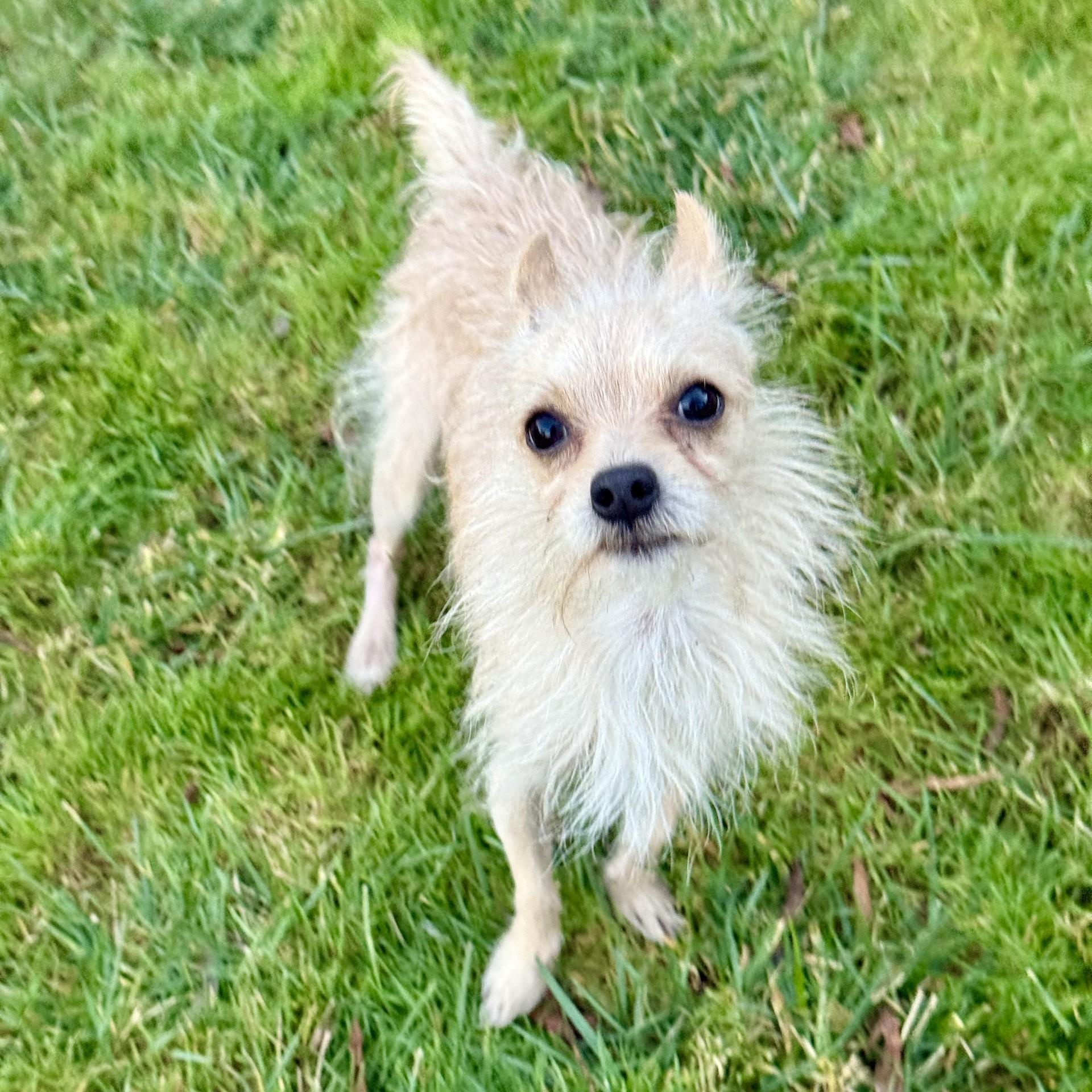 Enlarge Lucky Jack, a ADOPTABLE mixed breed in modesto, CA image 2/6
