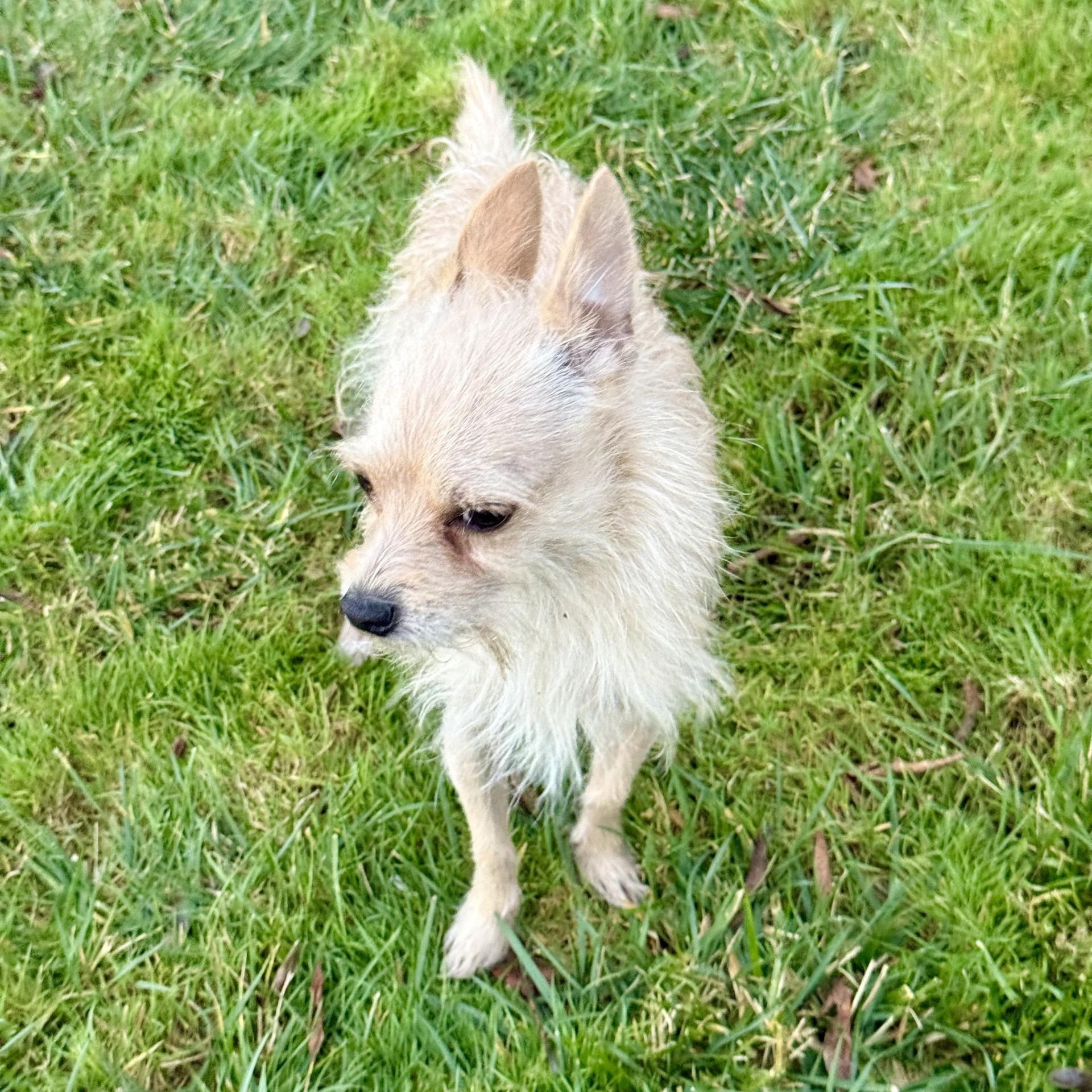 Enlarge Lucky Jack, a ADOPTABLE mixed breed in modesto, CA image 5/6