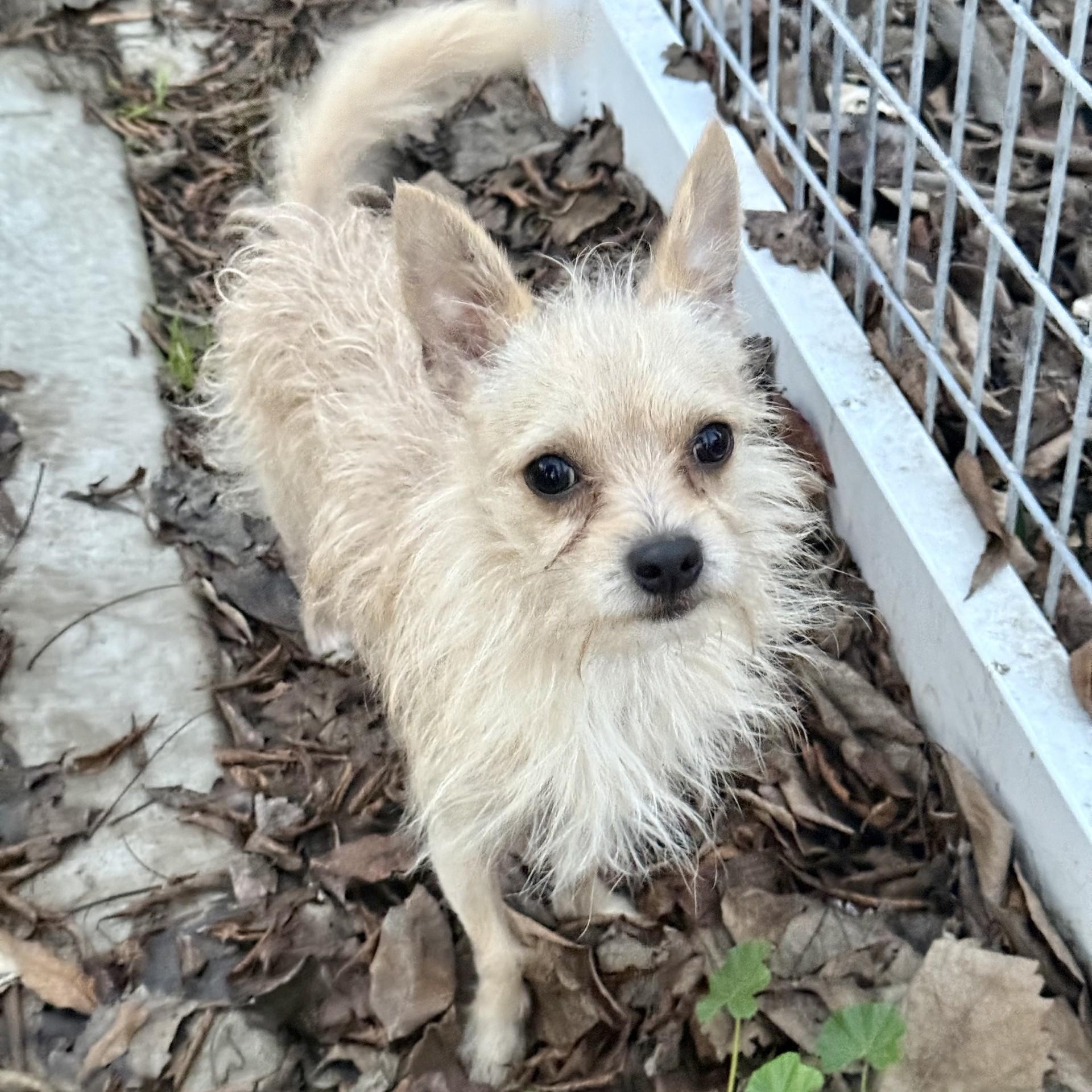Enlarge Lucky Jack, a ADOPTABLE mixed breed in modesto, CA image 1/6