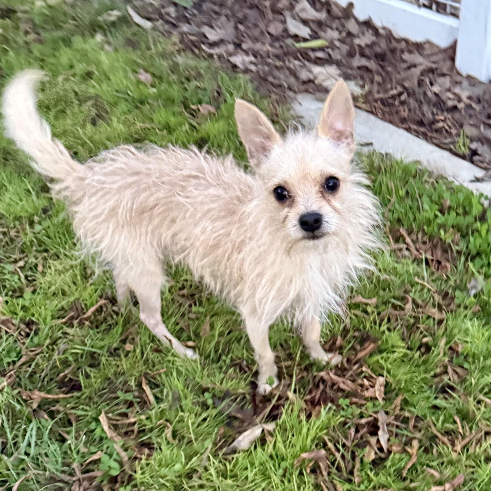 Enlarge Lucky Jack, a ADOPTABLE mixed breed in modesto, CA image 4/6