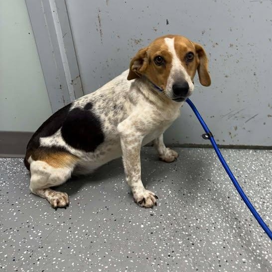 Betsy, a ADOPTABLE Beagle in Bardstown, KY image 3/5