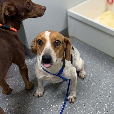 Betsy, a ADOPTABLE Beagle in Bardstown, KY image 4/5