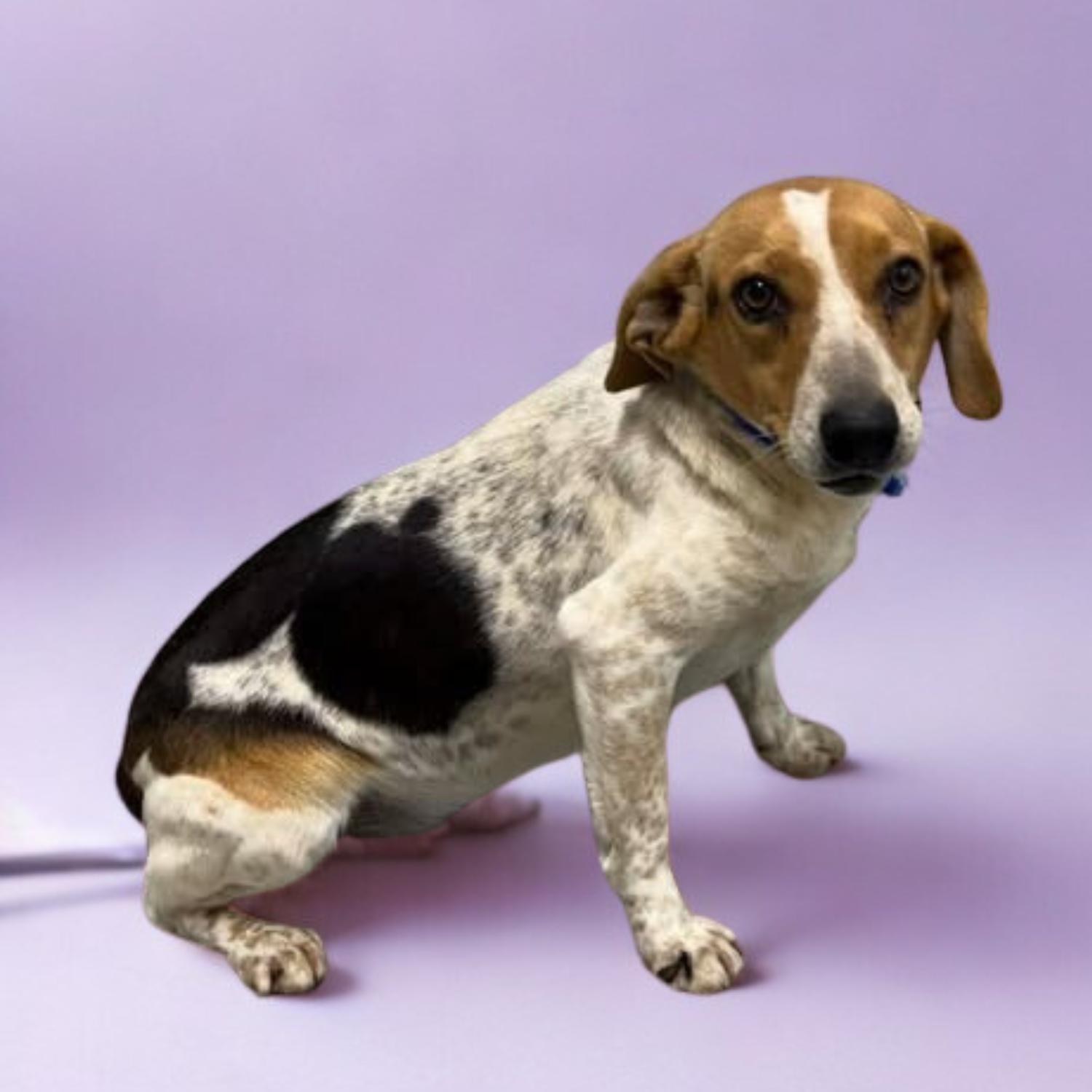 Betsy, a ADOPTABLE Beagle in Bardstown, KY image 1/5