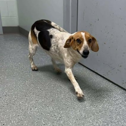 Betsy, a ADOPTABLE Beagle in Bardstown, KY image 5/5