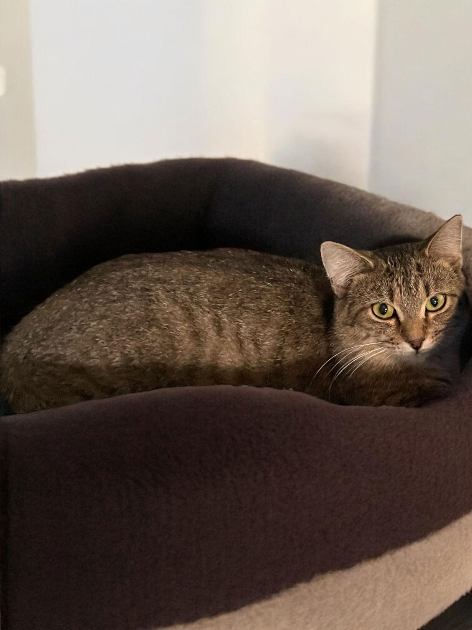Trudy, a Adoptable Domestic Short Hair in Champaign, IL image 1/2