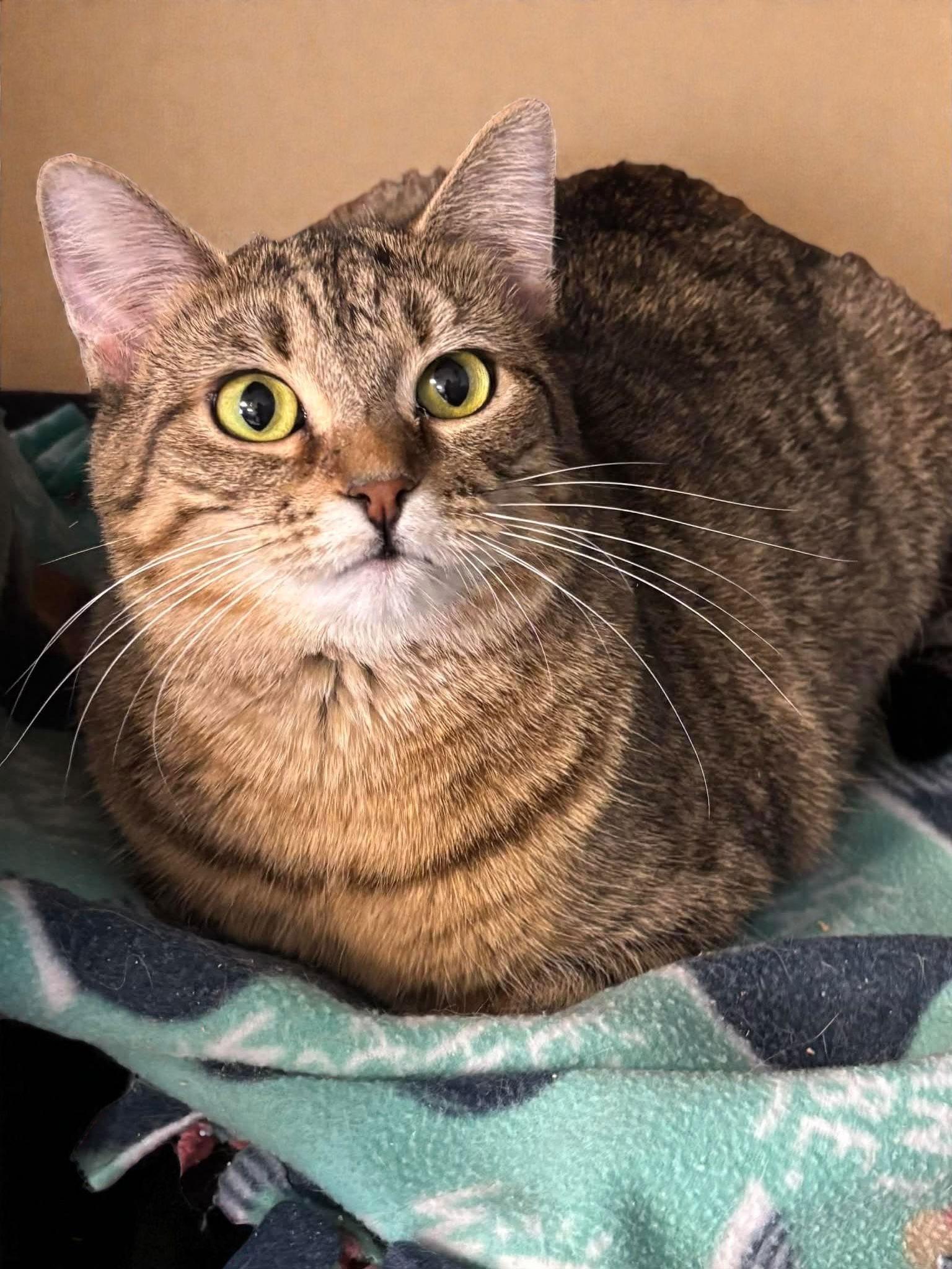 Trudy, a Adoptable Domestic Short Hair in Champaign, IL image 2/2