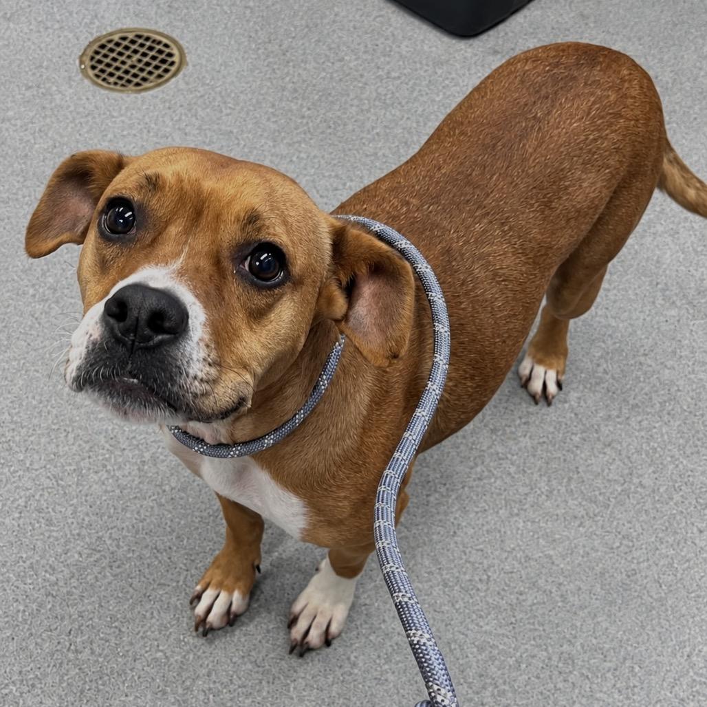 Enlarge Dana, a Adoptable Mixed Breed in Spruce Pine, NC image 1/1