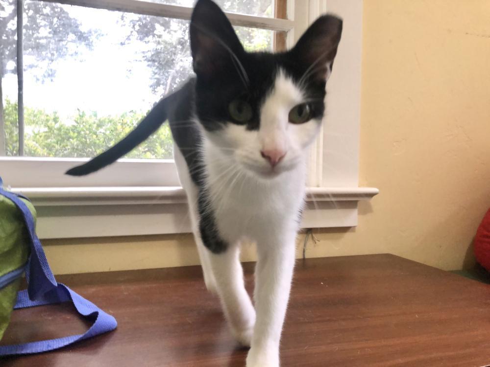 Enlarge Pixi, a Adoptable Domestic Short Hair in Palo Alto, CA image 2/5