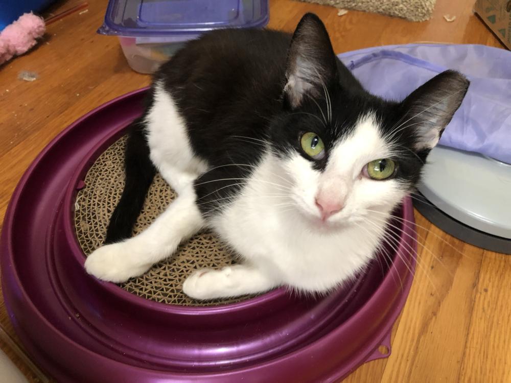 Enlarge Pixi, a Adoptable Domestic Short Hair in Palo Alto, CA image 3/5