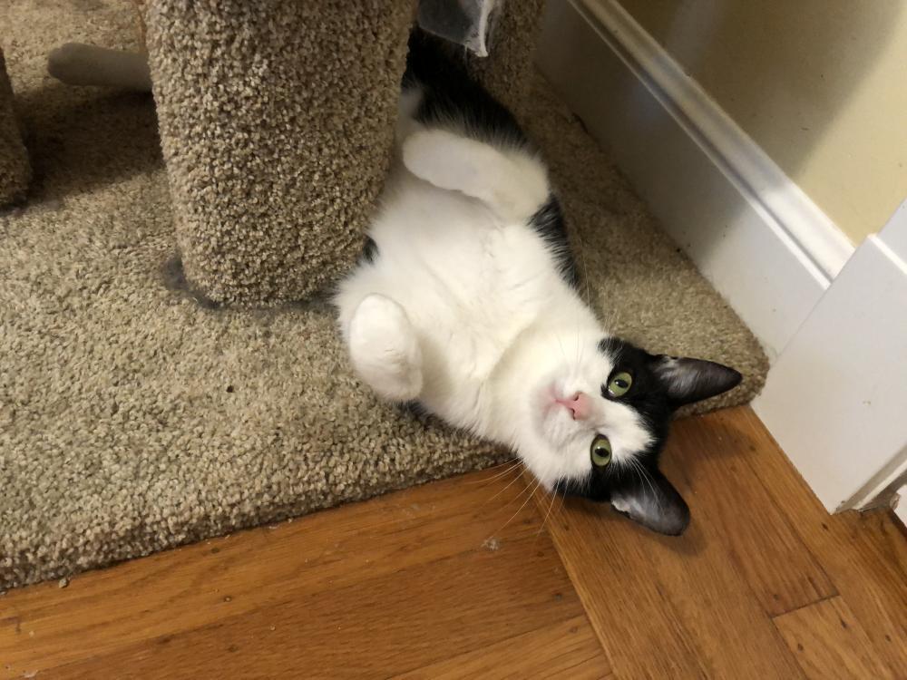 Enlarge Pixi, a Adoptable Domestic Short Hair in Palo Alto, CA image 4/5