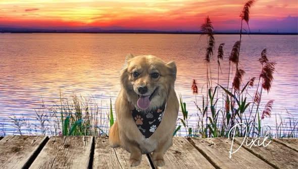 DIXIE, Adoptable, Adult Female Dachshund.