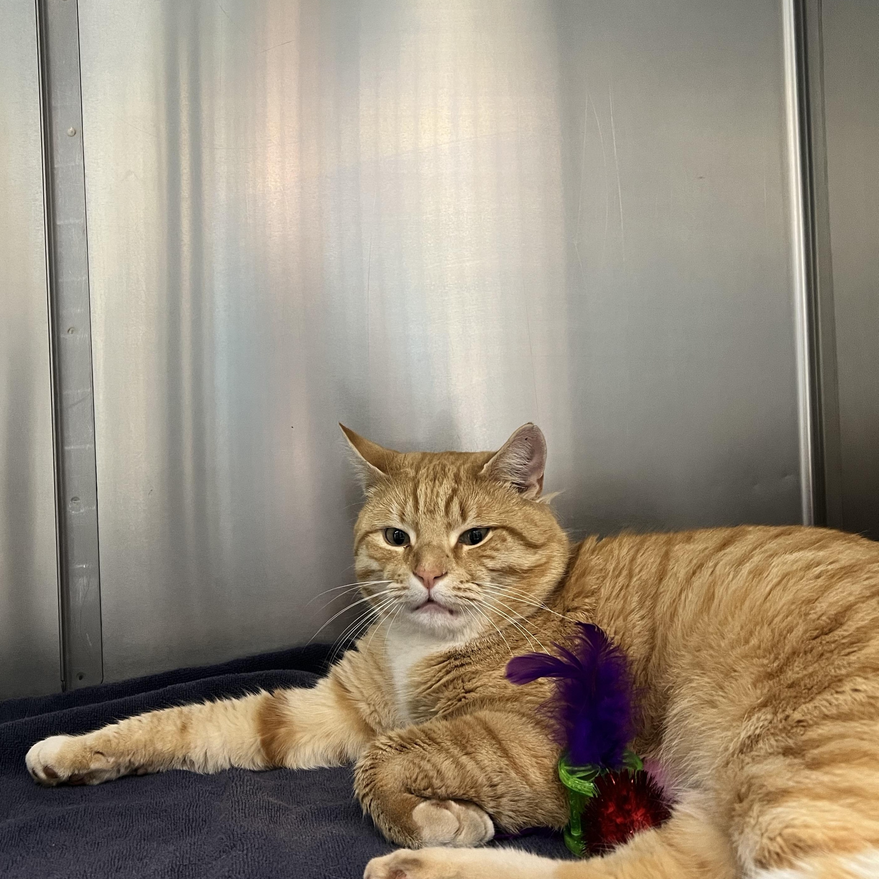 Enlarge Purrrrfect, a ADOPTABLE Domestic Short Hair in Culpeper, VA image 1/1