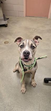 Bean — thumbnail 2