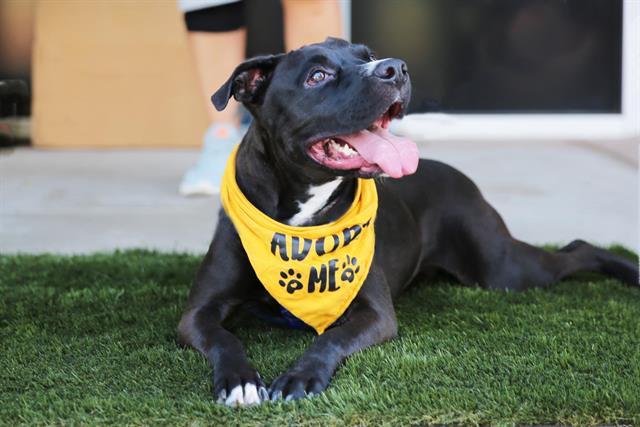 BILLIE, Adoptable, Young Male Boxer & Mixed Breed.