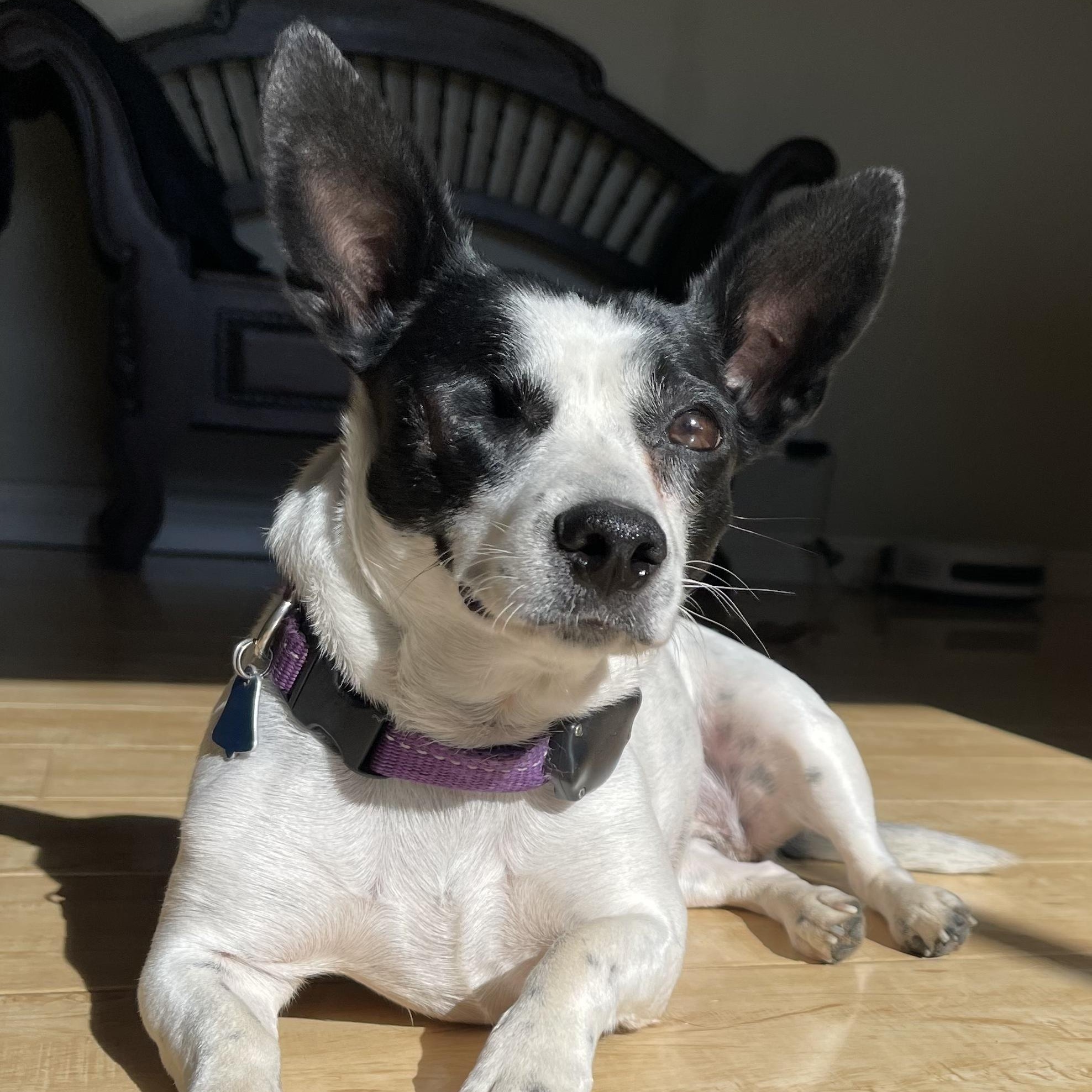 HIlda, a ADOPTABLE Mixed Breed in Los Angeles, CA image 6/6