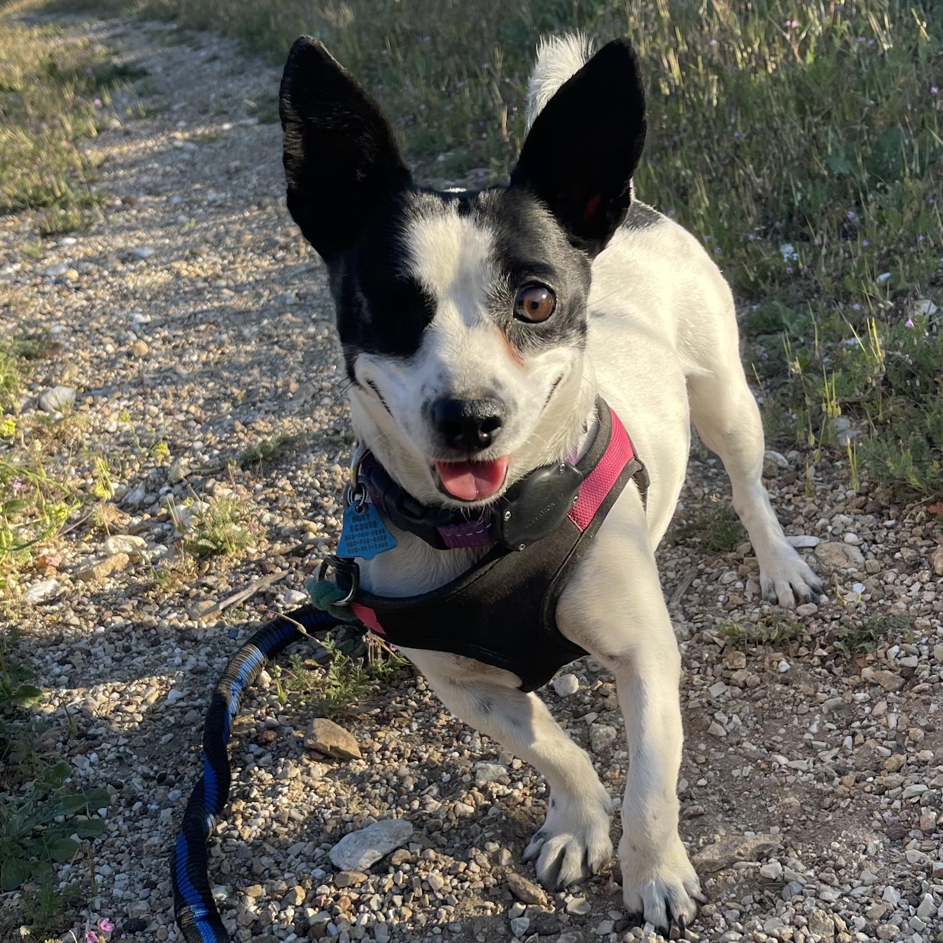 HIlda, a ADOPTABLE Mixed Breed in Los Angeles, CA image 3/6