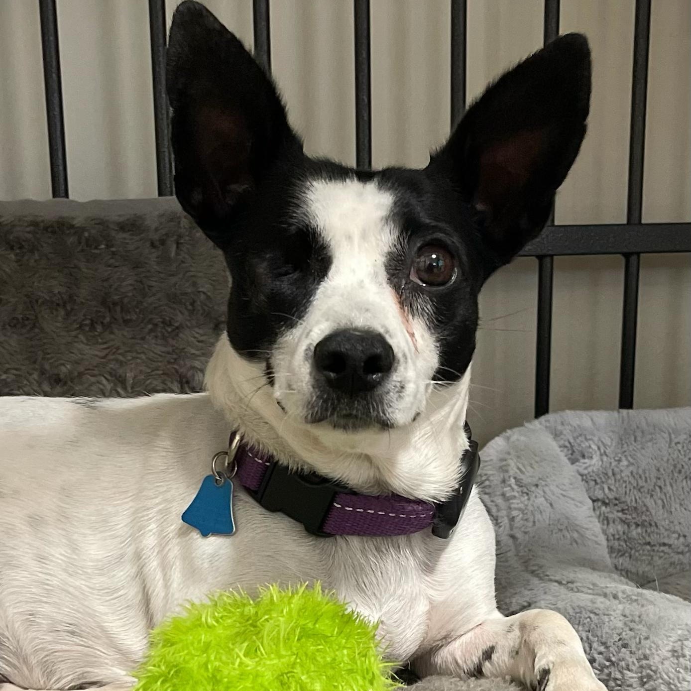HIlda, a ADOPTABLE Mixed Breed in Los Angeles, CA image 2/6