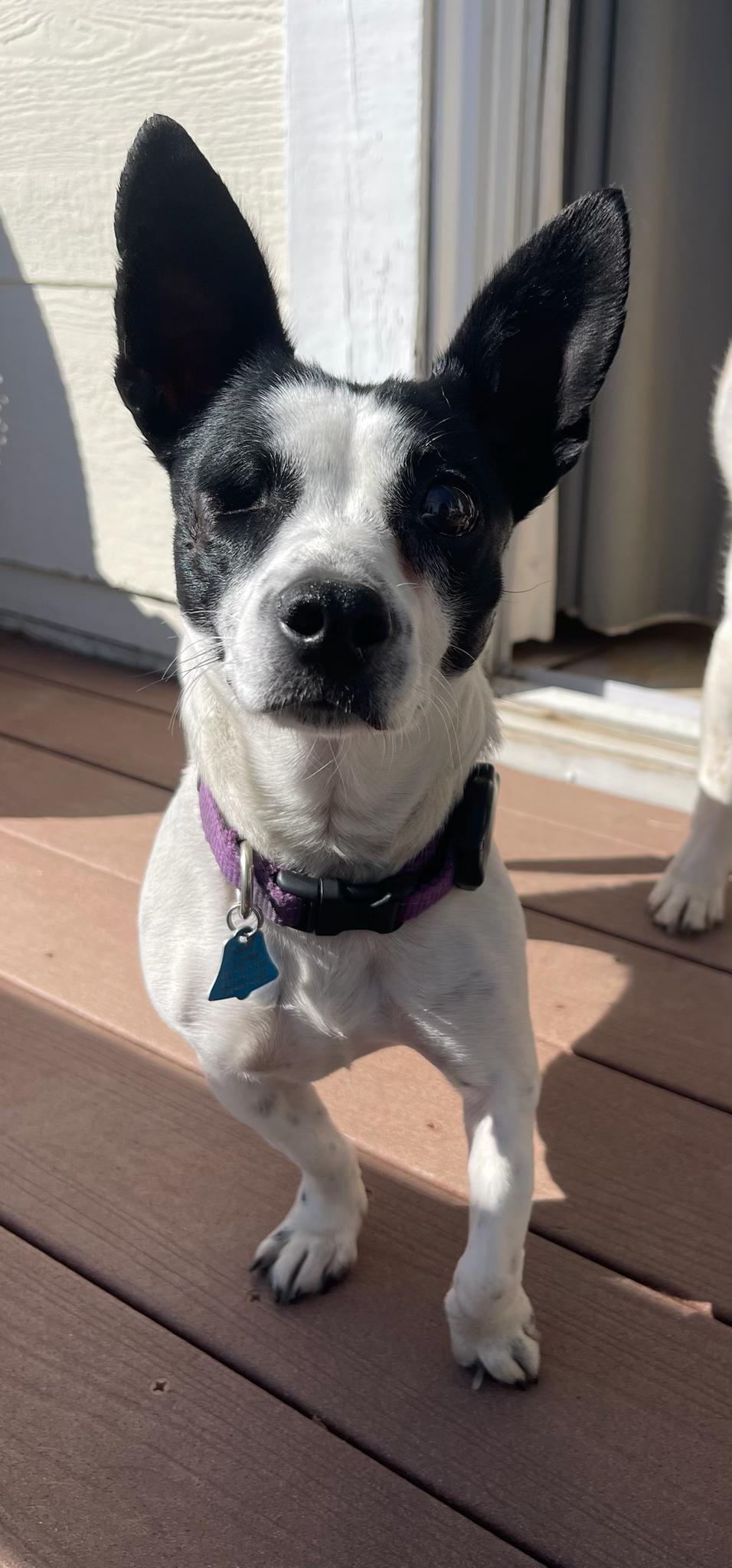 HIlda, a ADOPTABLE Mixed Breed in Los Angeles, CA image 4/6