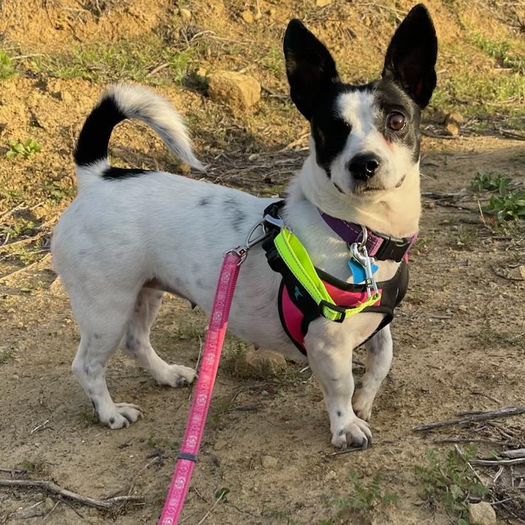HIlda, ADOPTABLE, Adult Female Mixed Breed.