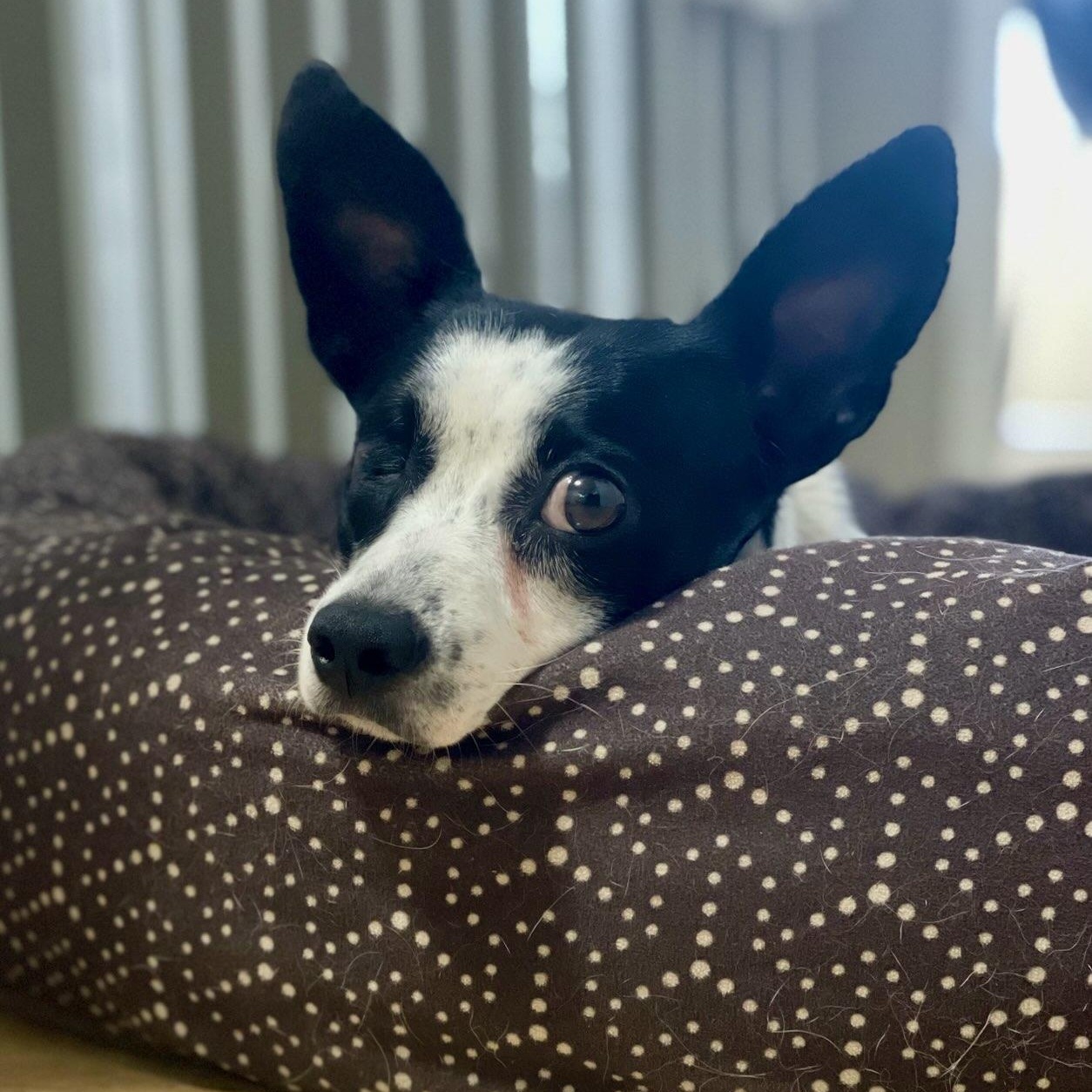 HIlda, a ADOPTABLE Mixed Breed in Los Angeles, CA image 5/6