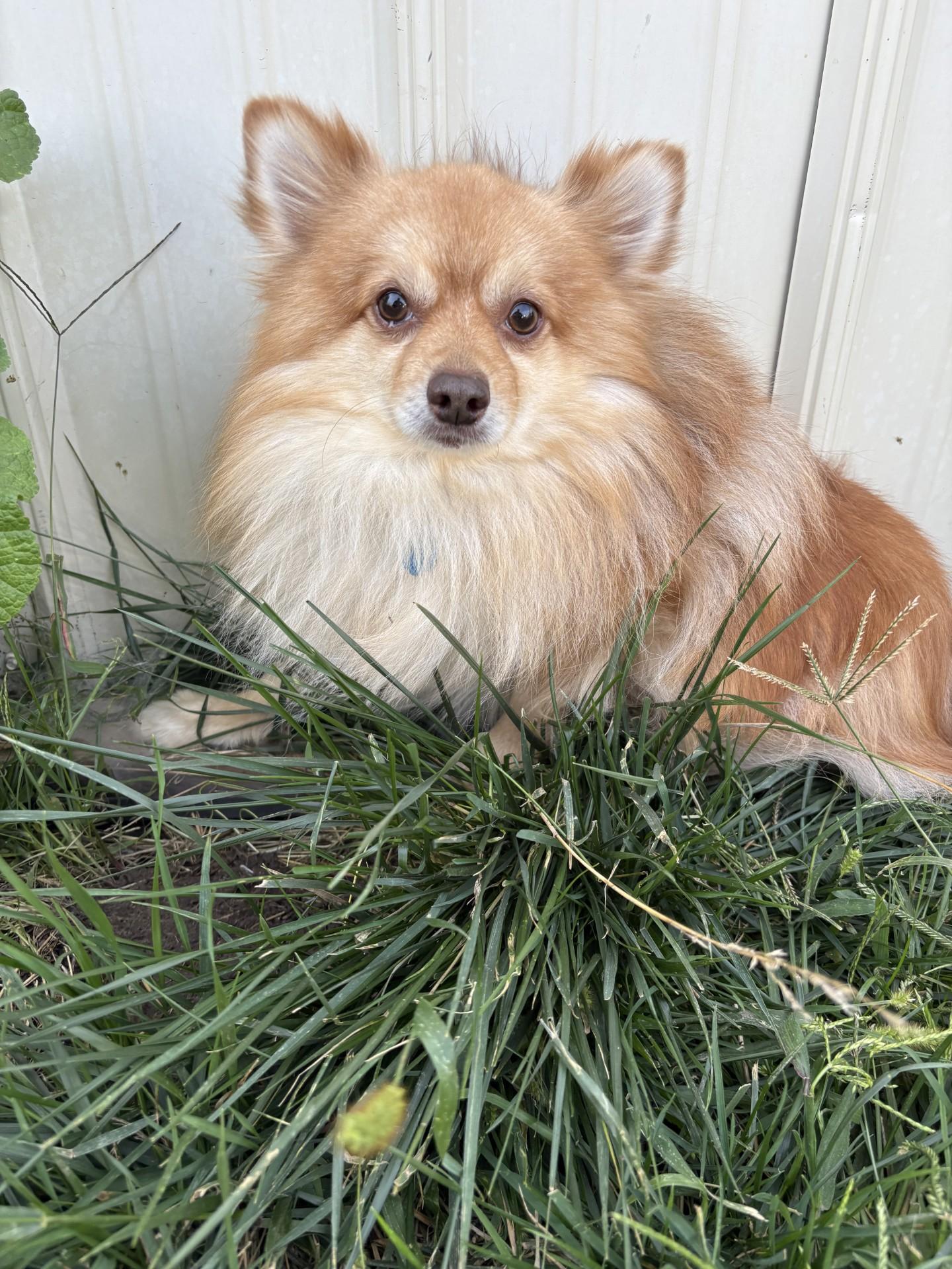 JJ, an adoptable Pomeranian in Grant, NE, 69140 | Photo Image 1