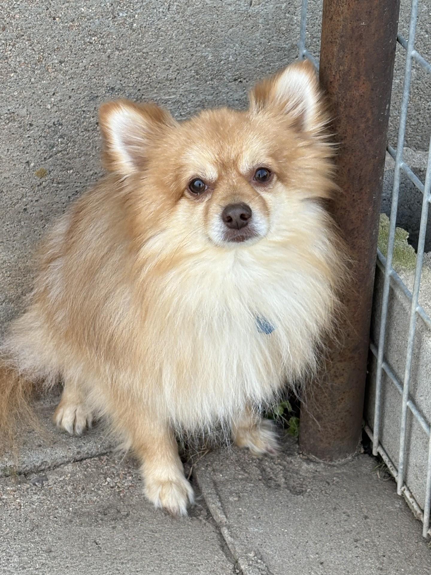 JJ, an adoptable Pomeranian in Grant, NE, 69140 | Photo Image 3