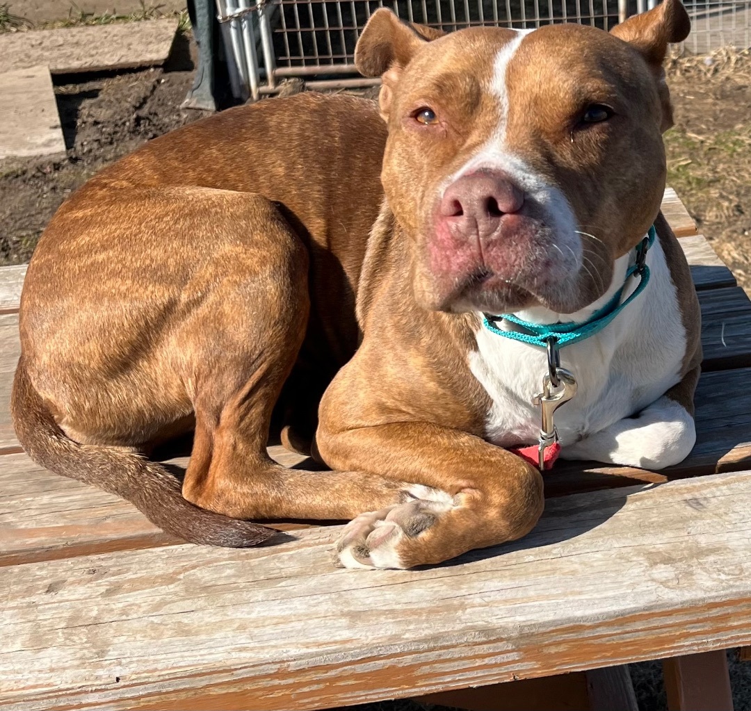Daphne, a Adoptable mixed breed in Marion, IA image 1/6
