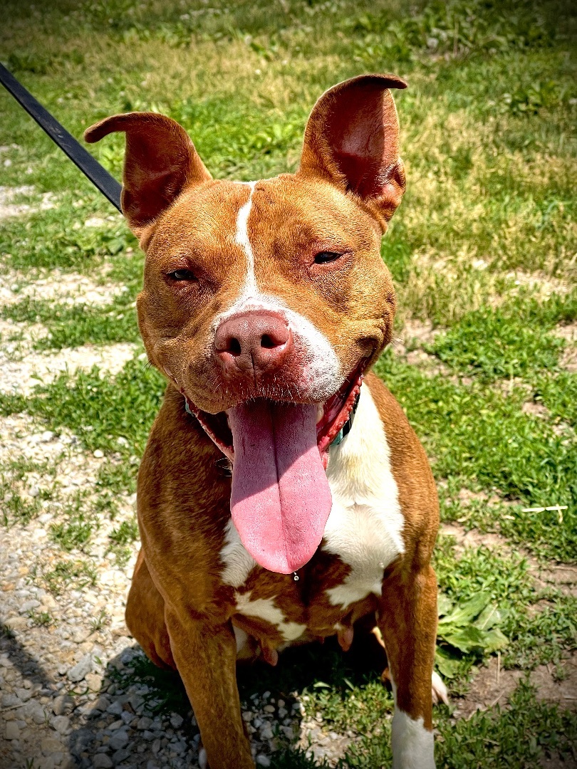 Daphne, a Adoptable mixed breed in Marion, IA image 2/6