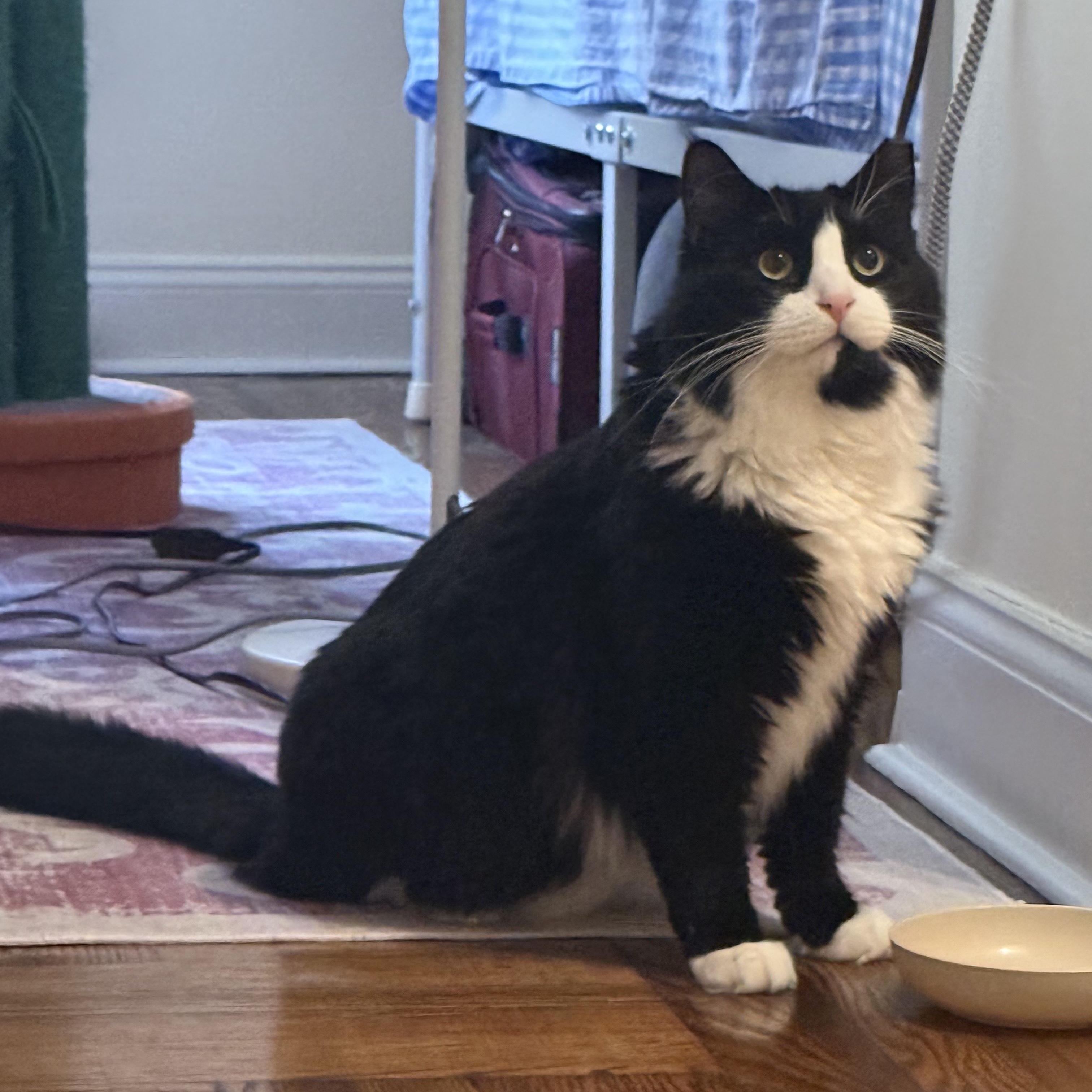 Arthur The Reluctant Royal, Learning to Trust His Subjects, a Adoptable Domestic Long Hair in New York, NY image 2/5