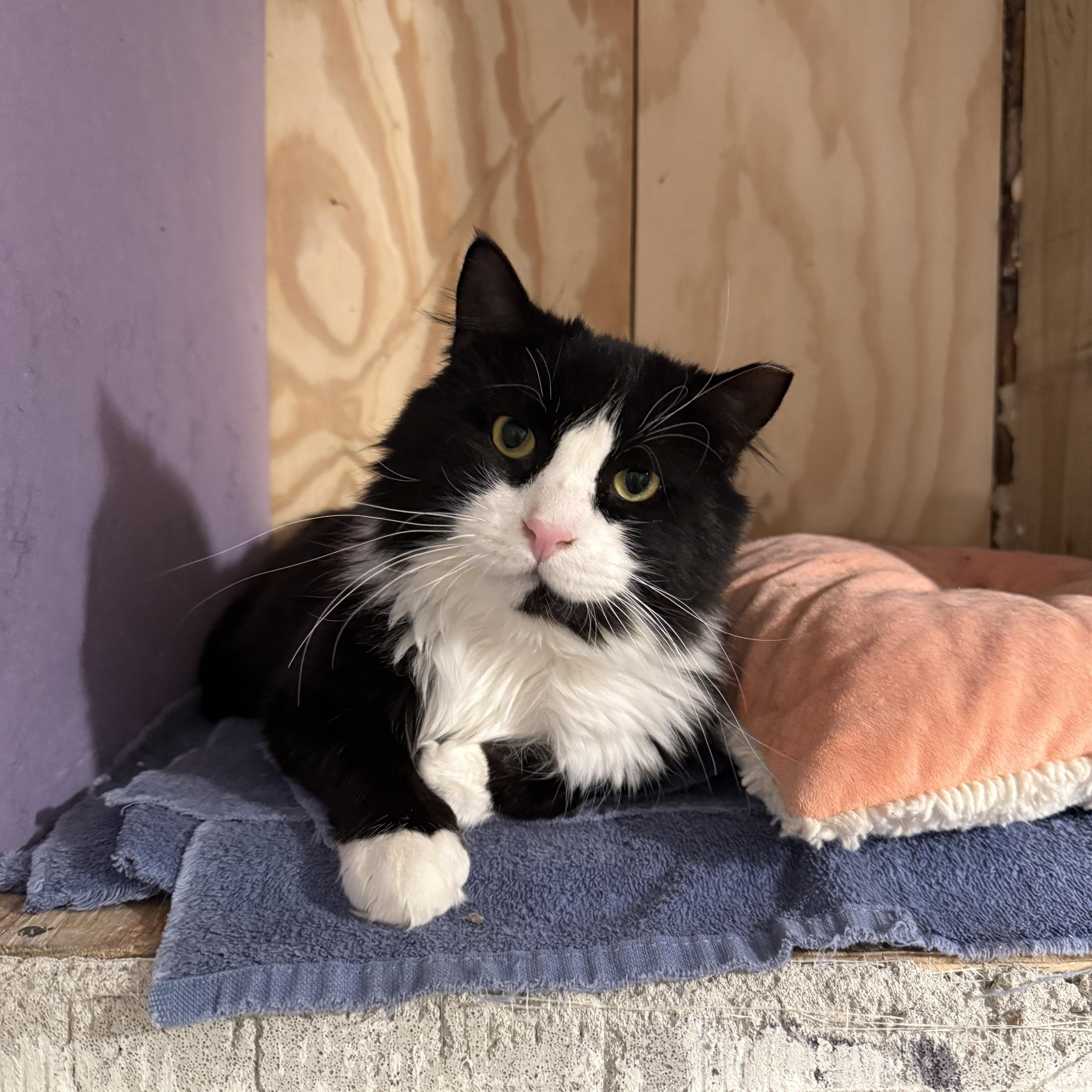 Arthur The Reluctant Royal, Learning to Trust His Subjects, a Adoptable Domestic Long Hair in New York, NY image 4/5