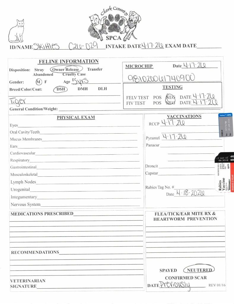 Skittles, Adoptable, Adult Male Domestic Short Hair.