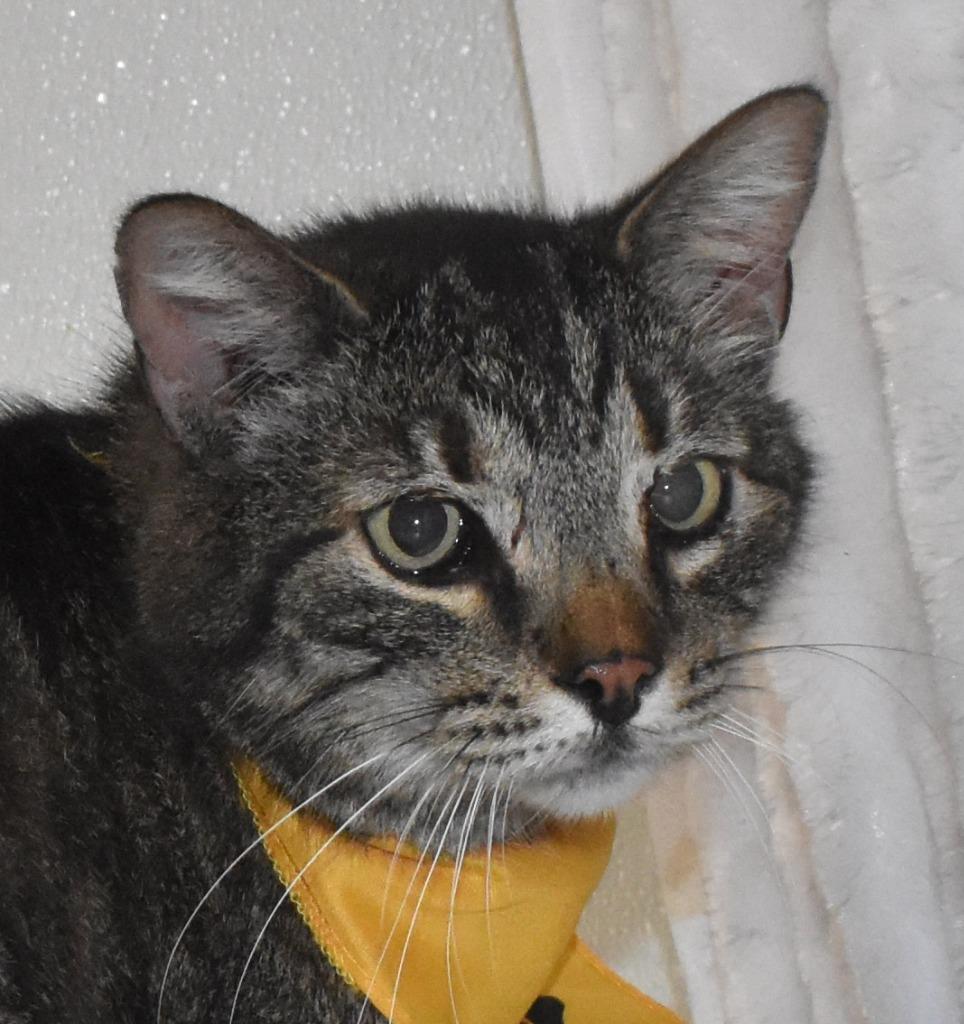 Enlarge Skittles, a Adoptable mixed breed in Springfield, OH image 2/3